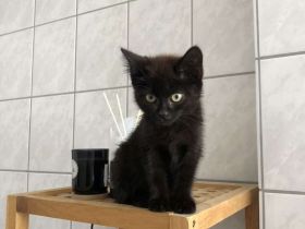 Kitten sucht neues Zuhause