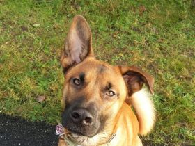 Malinois-Mix Oskar sucht ein Zuhause