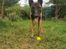 Beldischer Shcäferhund