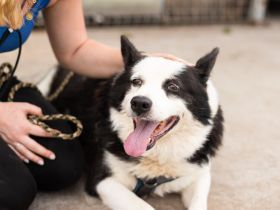 Urmel ist bereit für sein Zuhause