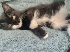 Kitten in lieben vollen Händen