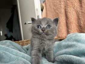 BKH Kitten Abgabebereit 1Mädchen noch frei