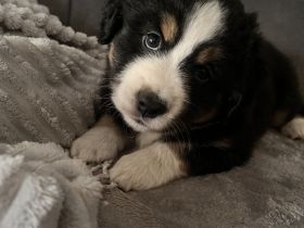 Mini Australien Shepherd Welpen