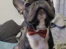 Französischer bulldogge Deckrüde