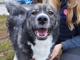 Sabine - offen, fröhlich und wunderhübsch. Adopt. Don´t shop.