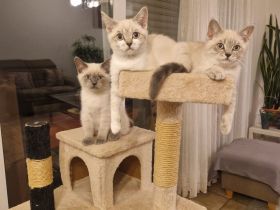 BKH Bluepoint Kitten