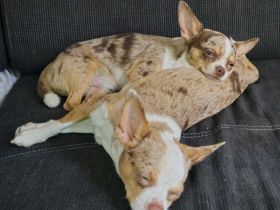 Chihuahua Geschwister