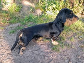 Rauhaardackel Deckrüde