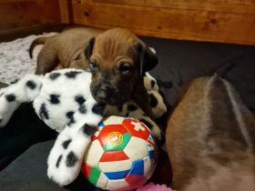 Rhodesian Ridgeback Welpen