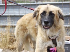 Atreju wünscht sich ein warmes Körbchen