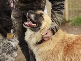 Atreju wünscht sich ein warmes Körbchen