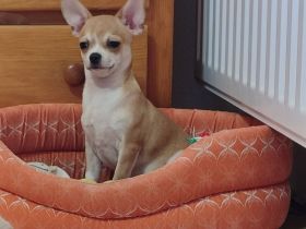 Süße Rüde Chihuahua Welpen von den Saint Simon Origins!