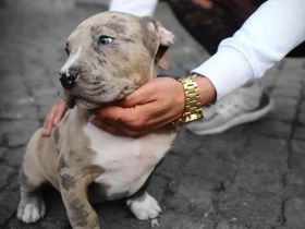 Wunderschöne American Bully Welpen der extraklasse in sehr edlen Farben vom Züchter