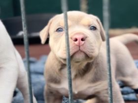 Sehr vielversprechend American Bully Welpen in luxuriösen Farben sind geboren / ABKC / VOM ZÜCHTER *
