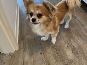 In liebevolle Hände abzugeben