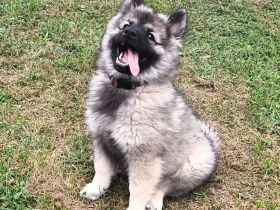 Spitz Wolfsspitz female FCI