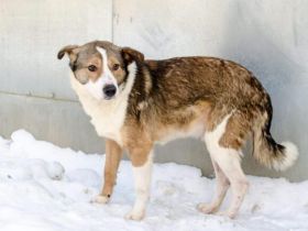 Ringo sucht einfühlsame Menschen