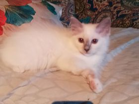 Heilige Birma Zwei Kitten Mädchen und Junge