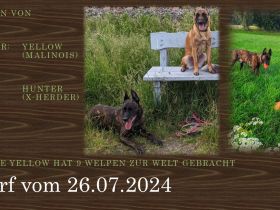Malinois Welpen (Malinois / X- Herder)