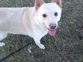 XANTHOS - Schmusebär sucht Familienanschluss