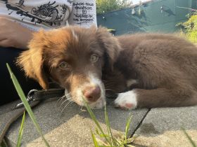 Australian Shepherd Hündin Welpe