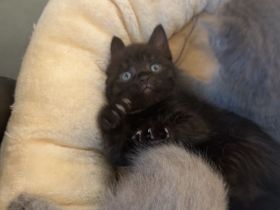 Britisch Kurzhaar Kitten