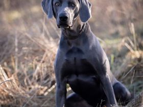 Atemberaubender blauer Weimaraner Deckrüde