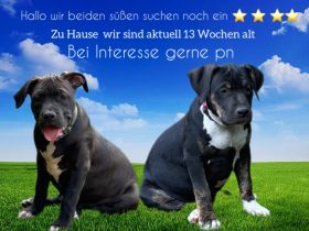 American Bully Xl Welpen 14 Wochen alt