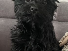 Yorkshire Terrier Schwarz Deckrüde