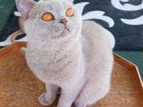 BKH Kater 18 Monate alt lilac