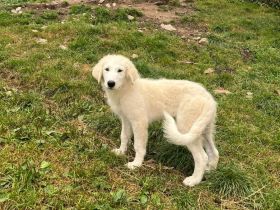 Pyrenäen Berghund Welpe