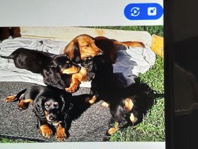 Von der Vehlefanzer Mühle