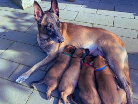 🐾 Wunderschöne Welpen Malinois 🐾