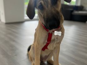 Reinrassiger Kangal Rüde & Hündin