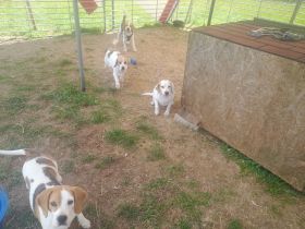 Reinrassige Beagles suchen dringend neues Zuhause!