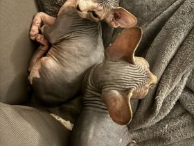 2 Kitten sind auf der Suche nach eine nette Familie