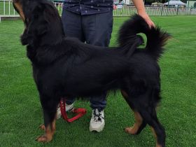 Do Khyi Welpen mit FCI Papieren 2024/25 erste Wurf