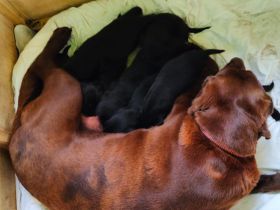 Die knuffigsten Welpen der Welt