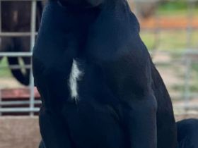 Cane Corso Welpen, reine italienische Linien! TOP-Stammbaum! (FCI 24/2012)