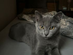 BRITISCHE KURZHAAR KATZE