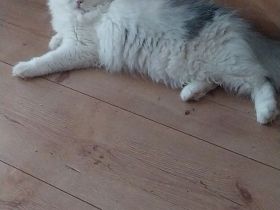 Tolles Perser Mädel