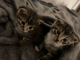 Katzenbabys zu verkaufen