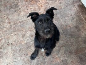 schwarze Perle sucht ein tolles Zuhause. Adopt. Don´t shop.