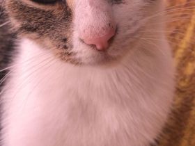 Katze und 2 Kitten(weiblich)