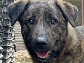 Kelly, geb. ca. 05/2024, lebt in GRIECHENLAND, auf einer privaten Pflegestelle