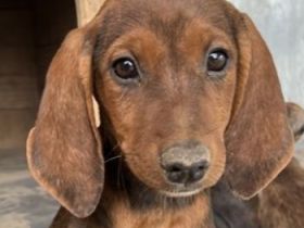 Judith, Daika, Darik, Diona, geb. ca. 04/2024, GRIECHENLAND, auf privater Plegestelle