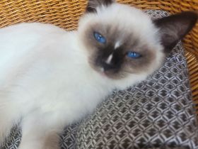 Reinrassiges Ragdollmädchen (Kitten, 13 Wochen alt) tiefblaue Augen, sanftes Wesen