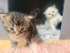 Reinrassige Ragdoll-Kitten (solid & lynx) wunderschön und außergewöhnlich, Kitten männlich und weibl