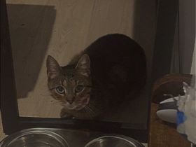 Jacky sucht DRINGEND liebevolles Zuhause!