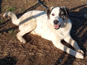 Junghund Jonas (männlich) derzeit noch in Griechenland / reserviert